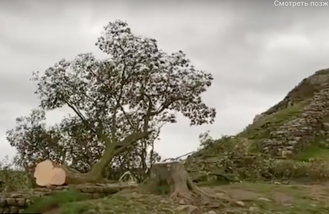 В Великобритании неизвестные срубили «дерево Робин Гуда»