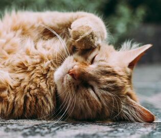 Швеция ввела наказание за скуку домашних кошек Швеция ввела наказание за скуку домашних кошек