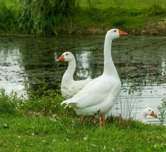 В Германии гуси испортили выставку растений В Германии гуси испортили выставку растений