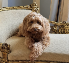 «Гранд Отель Европа» запустил программу для размещения с домашними любимцами «Гранд Отель Европа» запустил программу для размещения с домашними любимцами