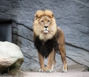 Четыре льва в барселонском зоопарке заразились коронавирусом
