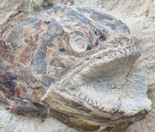 В Британии нашли голову вымершей рыбы, которой 183 млн лет