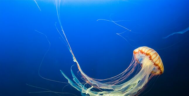 В Анталье нашествие гигантских медуз