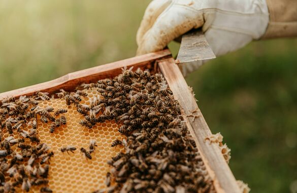В России погибла половина популяции домашних пчел
