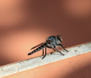 В Финляндии обнаружили комара-переносчика смертельного заболевания
