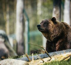 В Словакии на туриста напал медведь